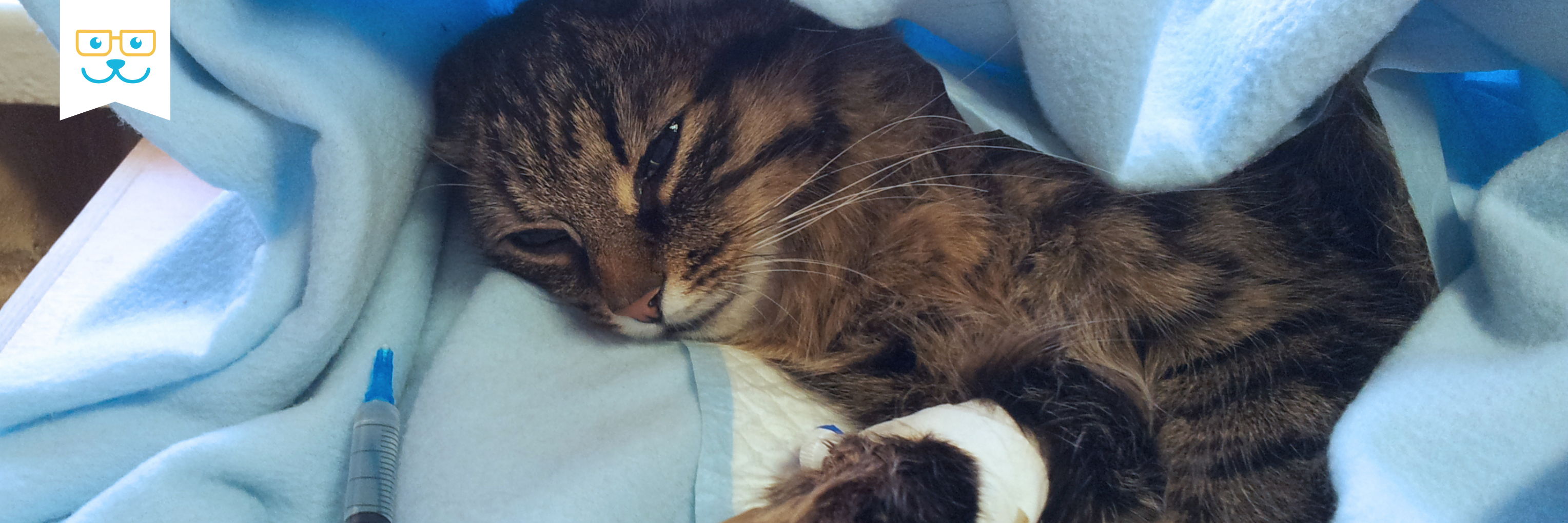 cat surgery