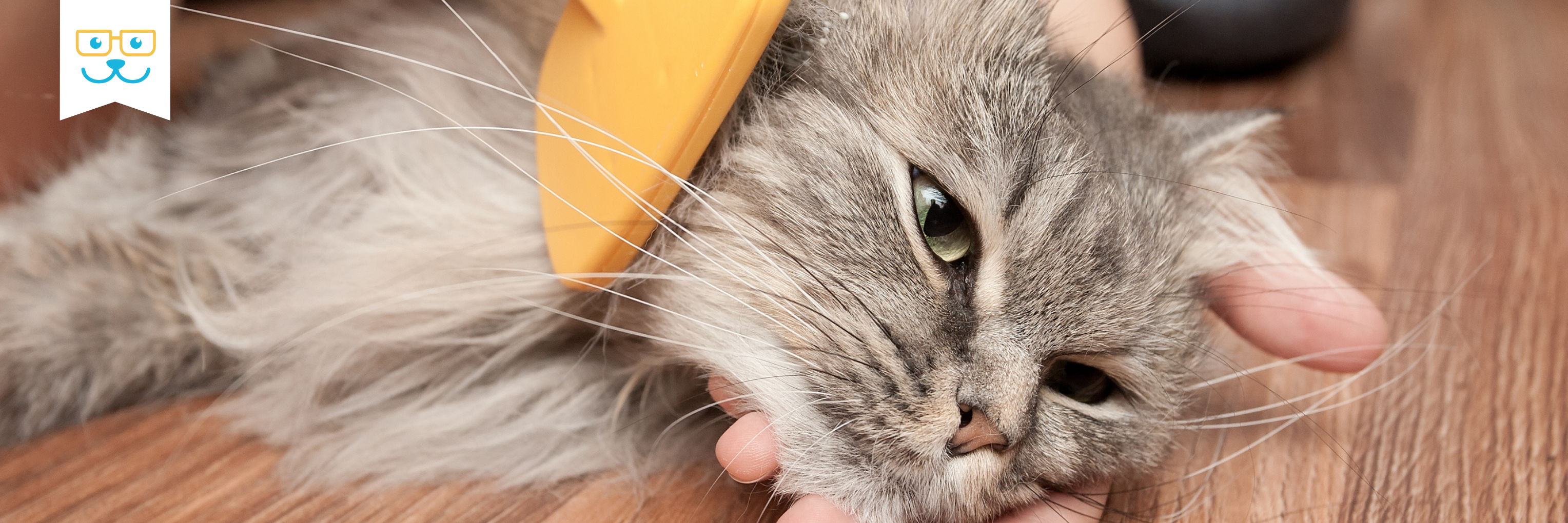 cat grooming