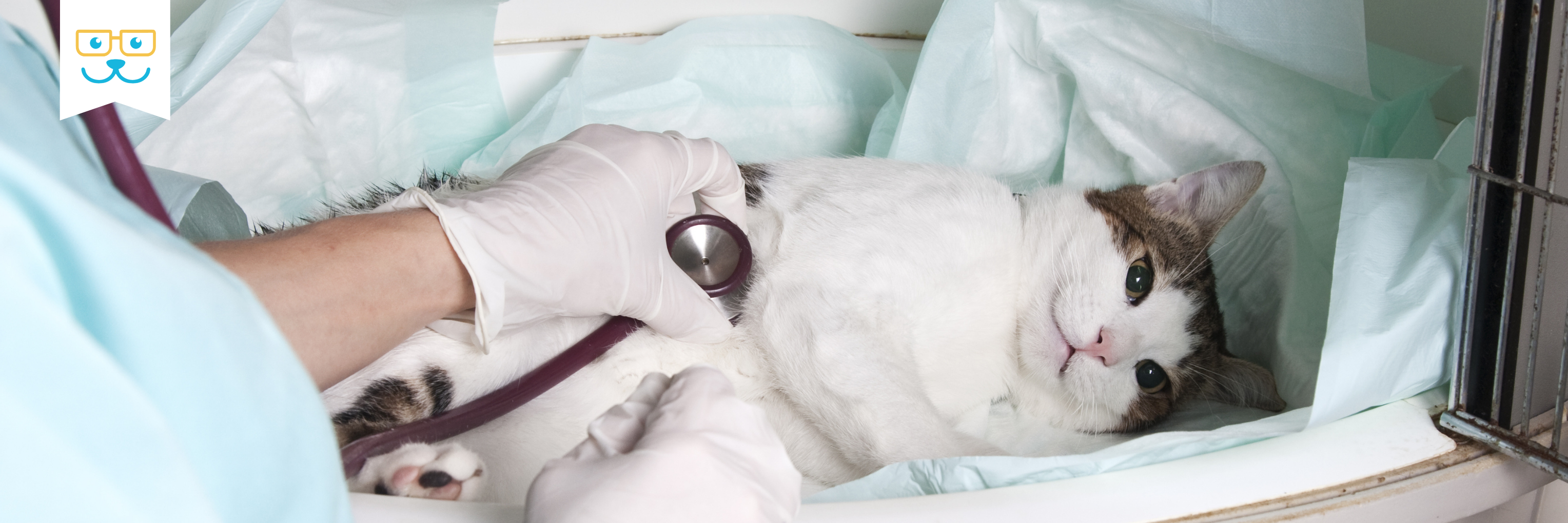 cat emergency hospital