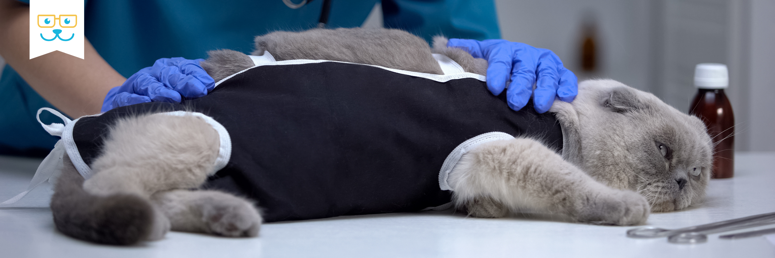 cat sedative information