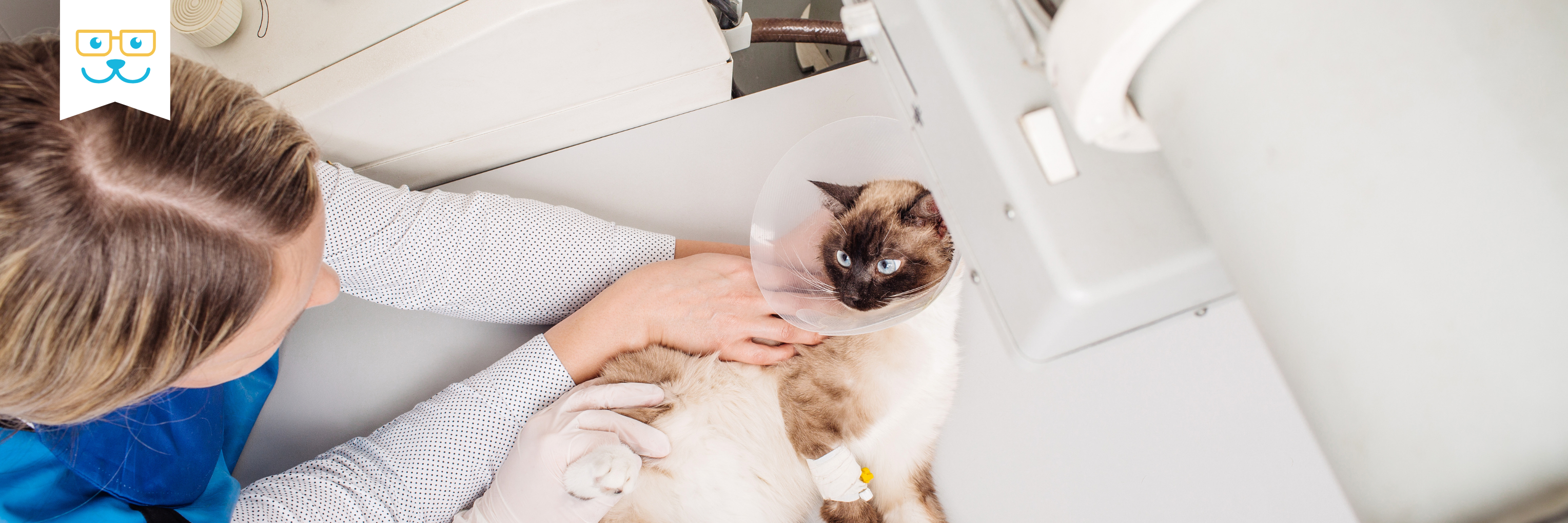 cat diagnostic imaging and ultrasound