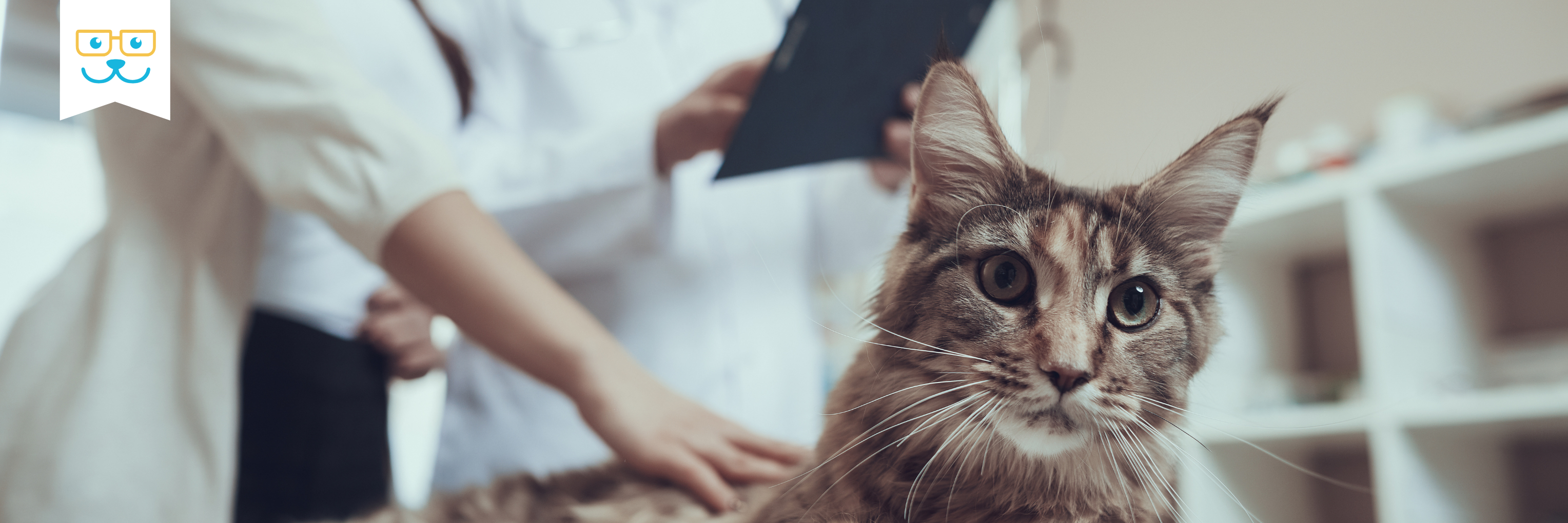 lab tests for diseases like diabetes in cats