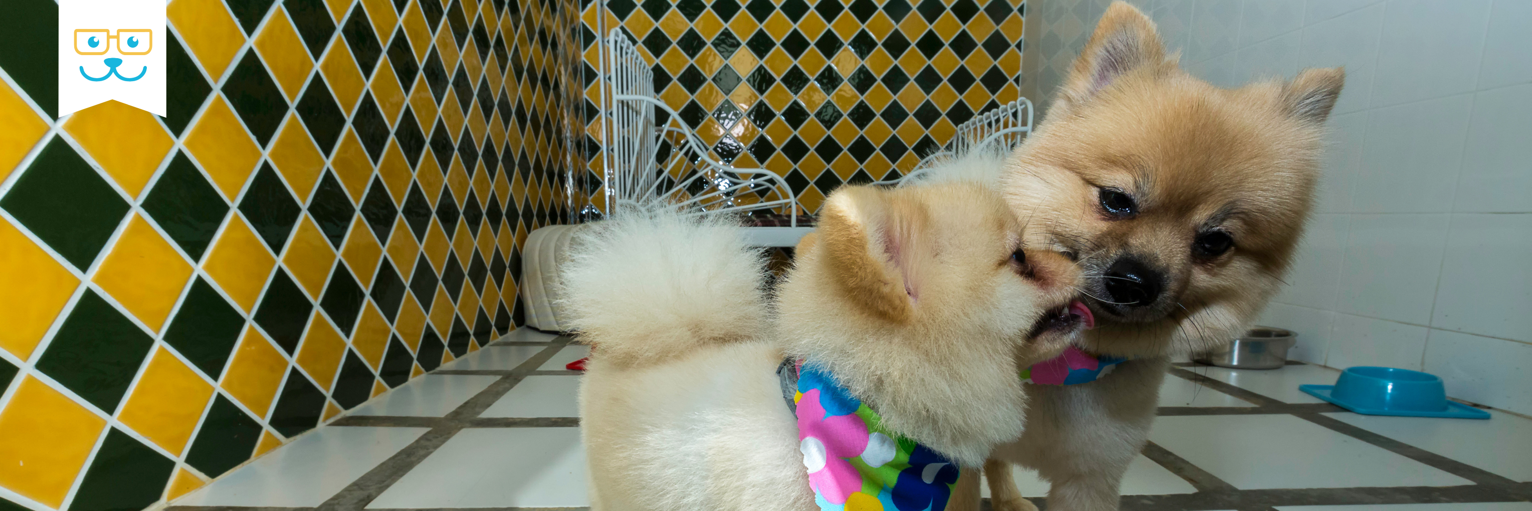options for boarding your dog