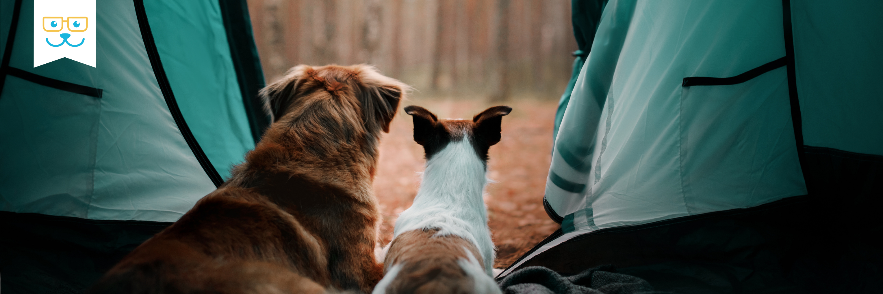 dog games and activities