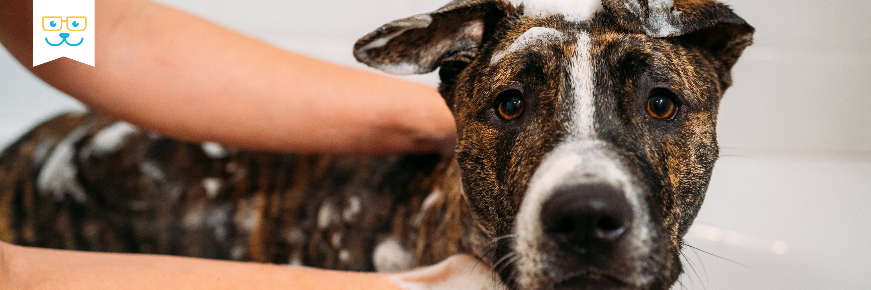 dog bathing and hygiene tips