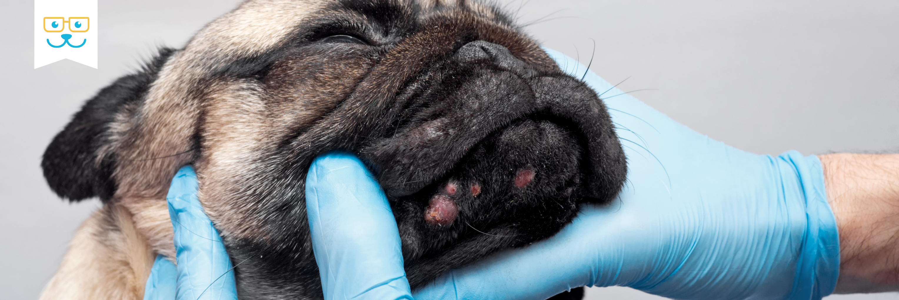 dog dermatology issues