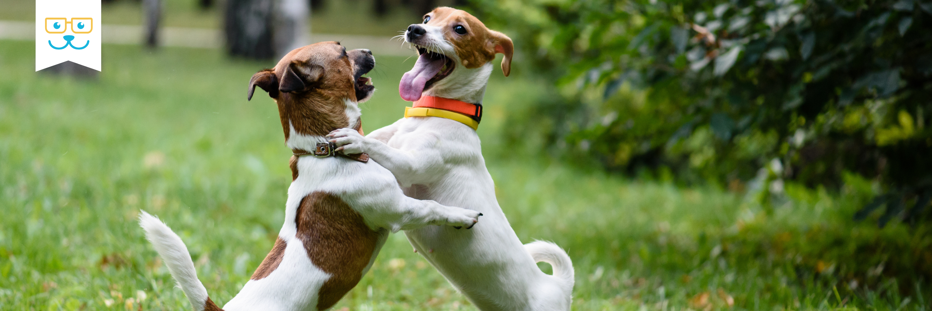 dog behavior training