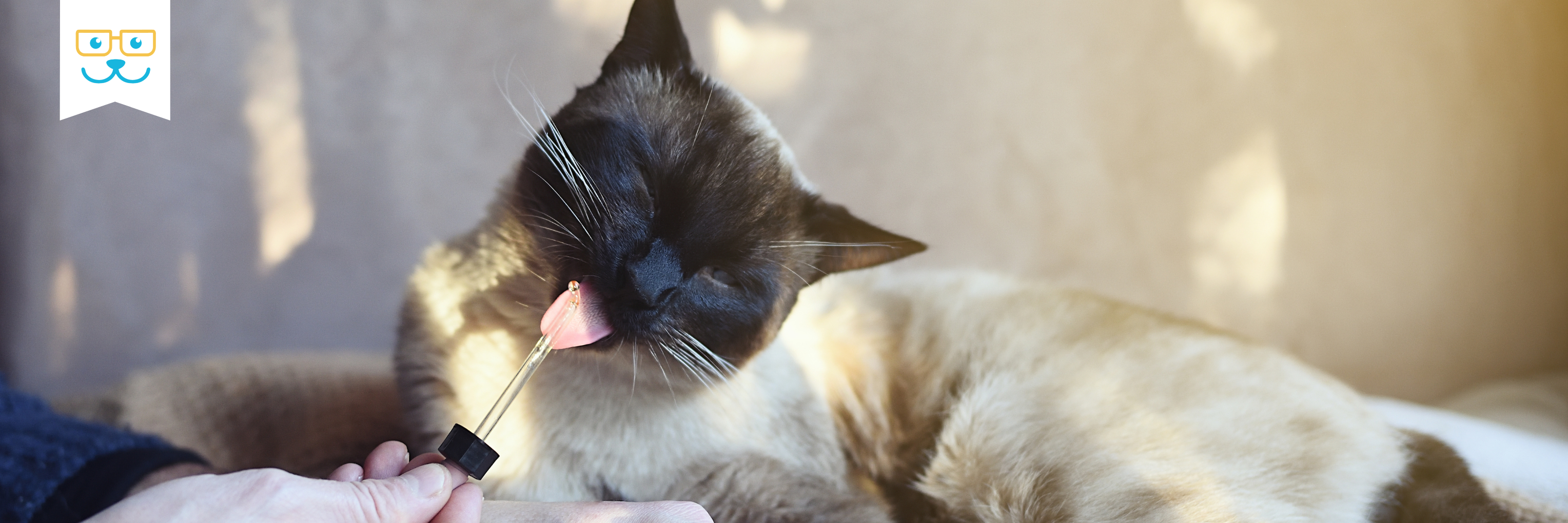 medicine for cats