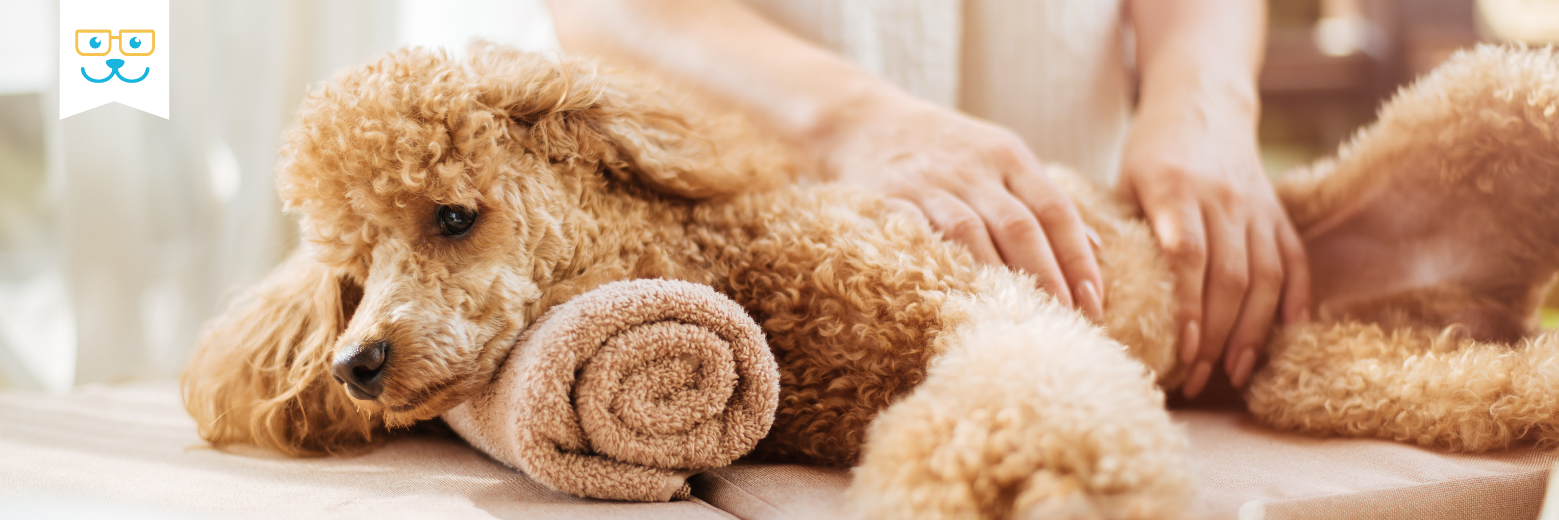 holistic pet care and integrative medicine for dogs