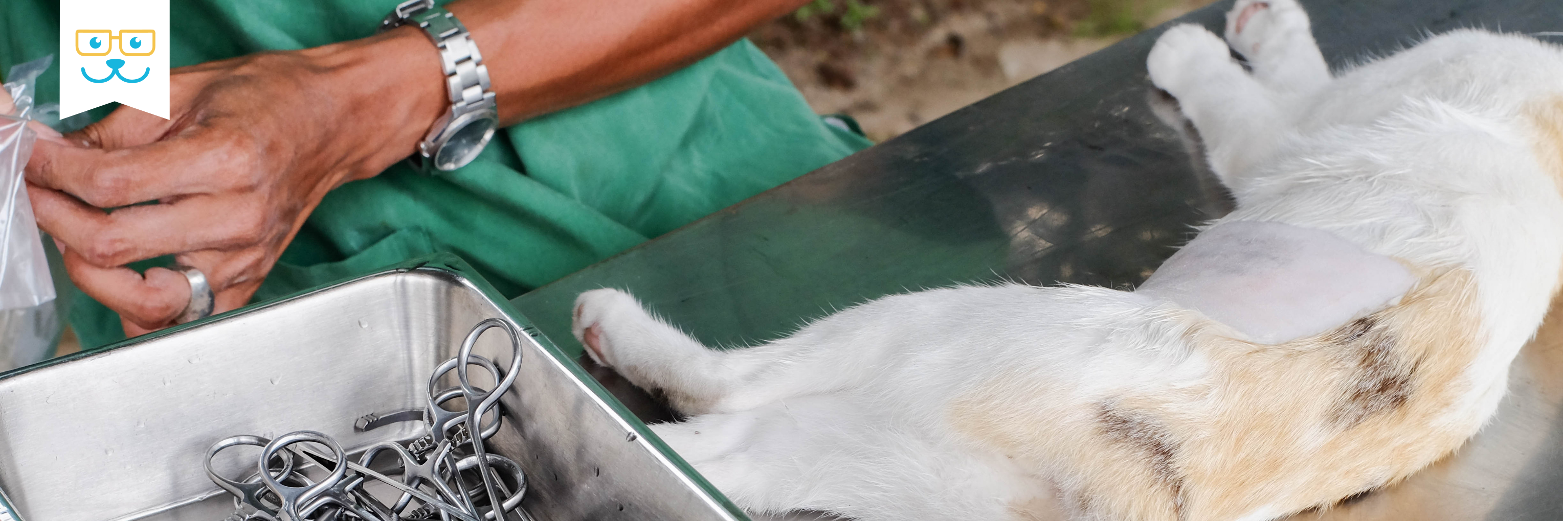 endoscopy to test for ibd in cats
