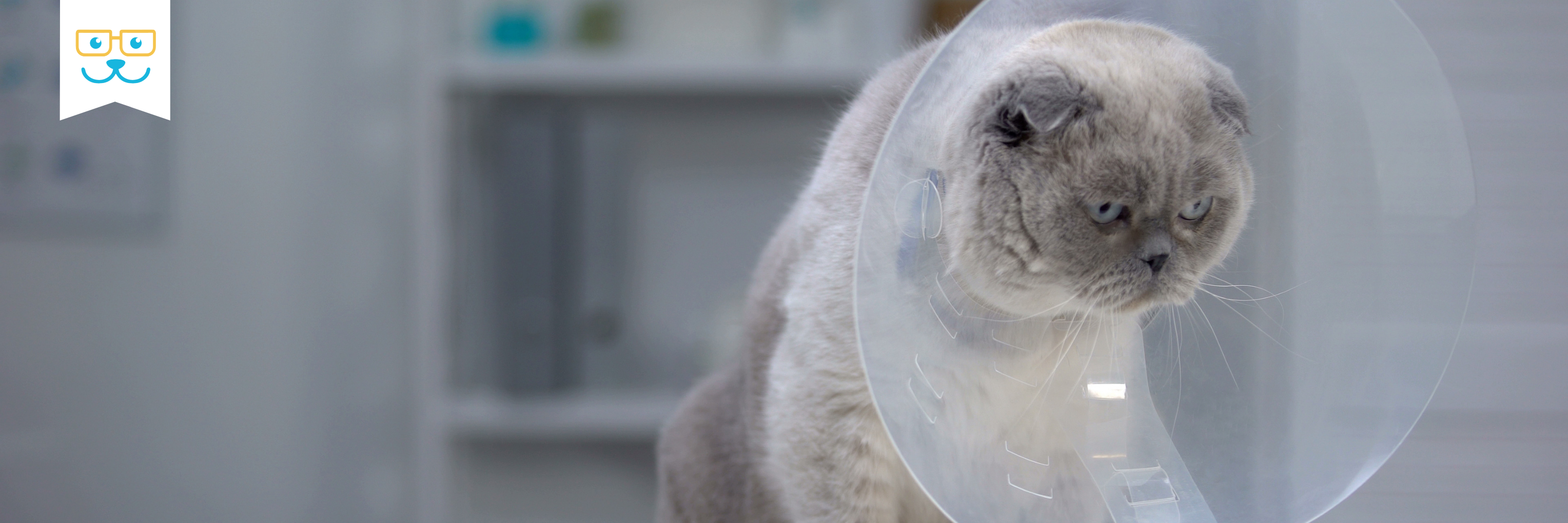 laparoscopic spay and other cat surgeries