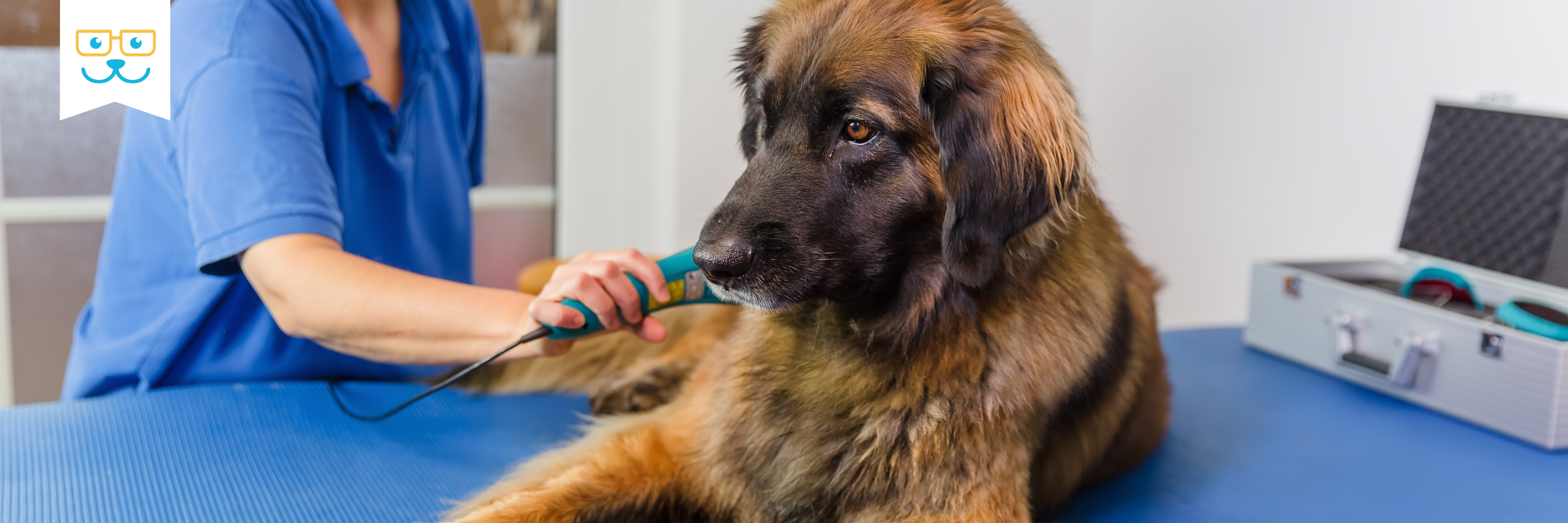laser therapy for dogs