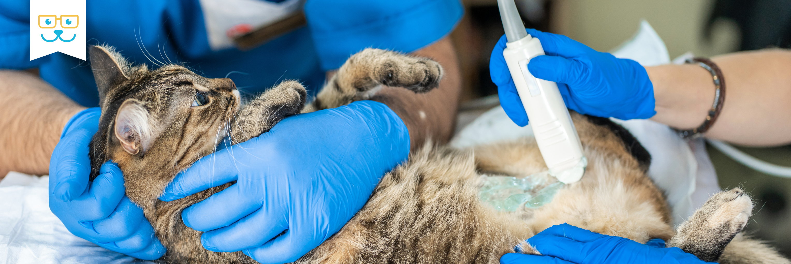 how to help your pregnant cat