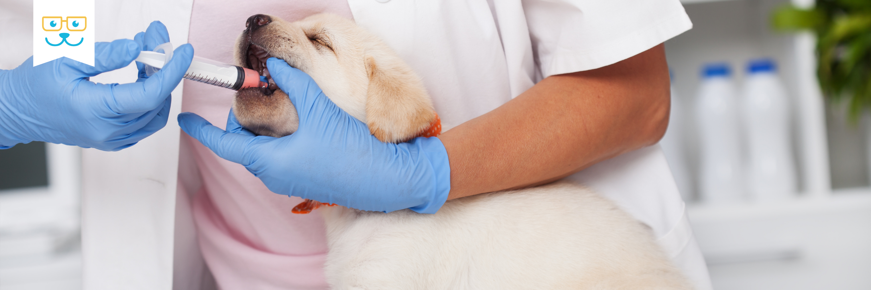 preventing and treating worms in dogs