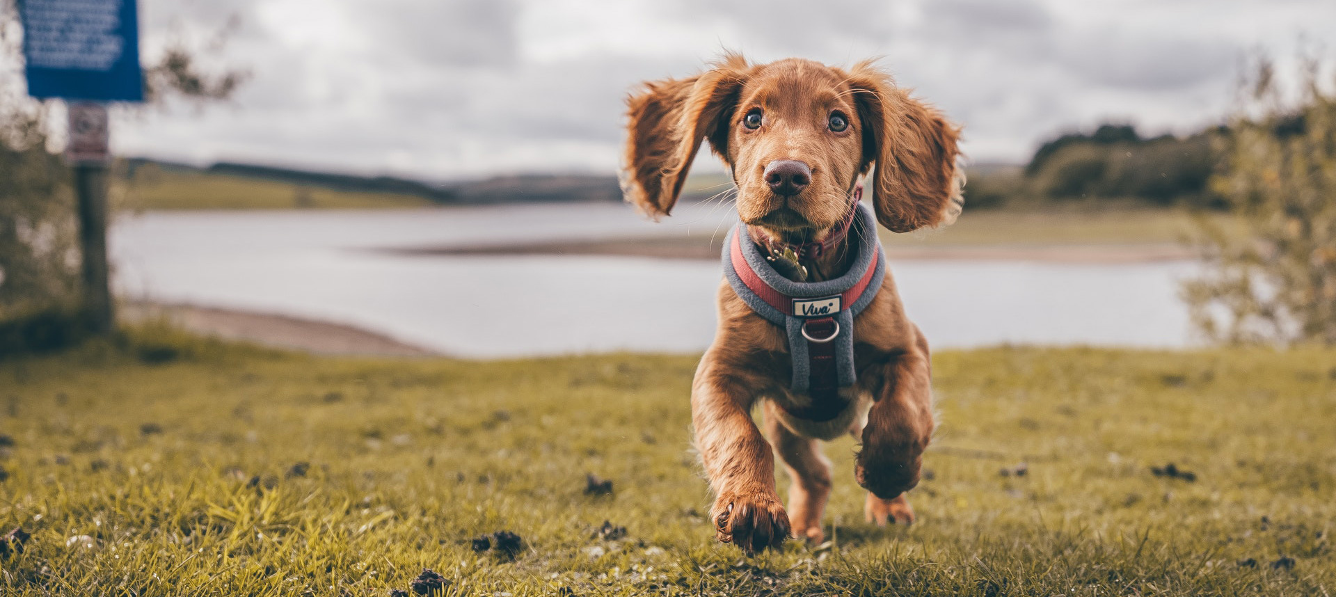 Lucca Veterinary Data Security for Veterinary Practices