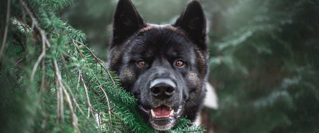 Akita hiding behind tree.