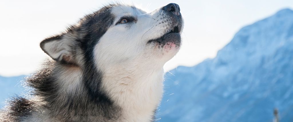 Alaskan Malamute howling.