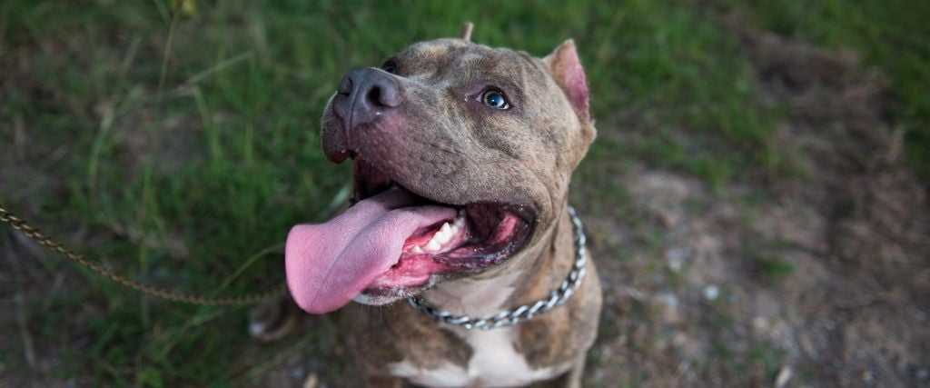 American Staffordshire Terrier smiling.