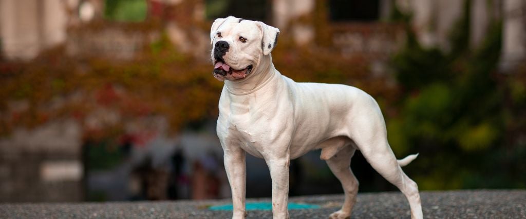 American Bulldog standing in street.