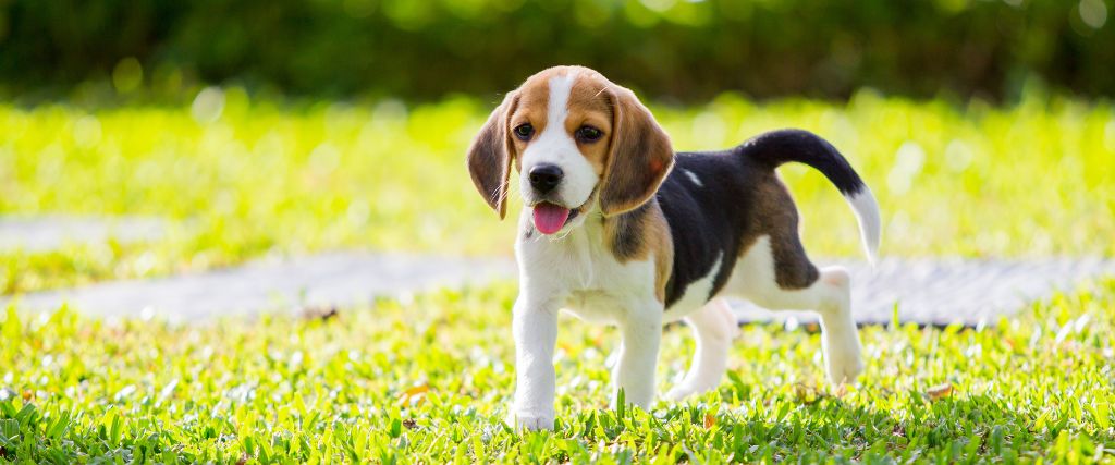 Baby beagle pup running.