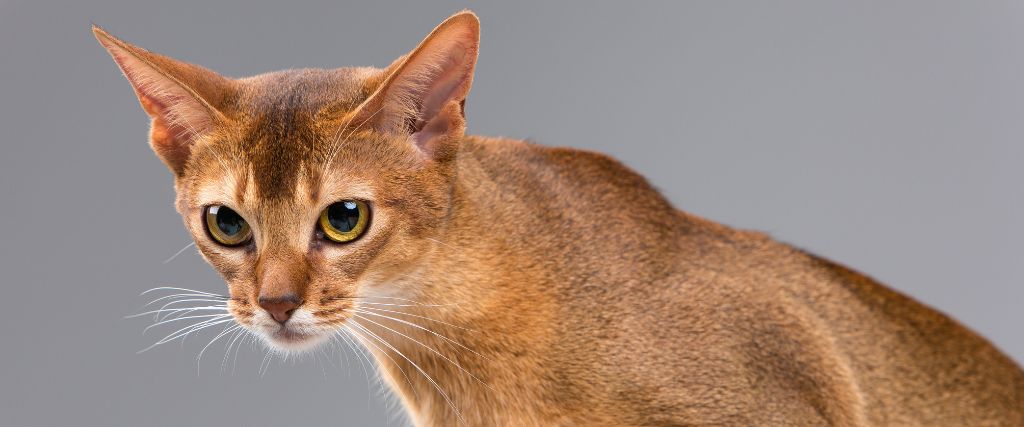 Abyssinian cat looking at owner.