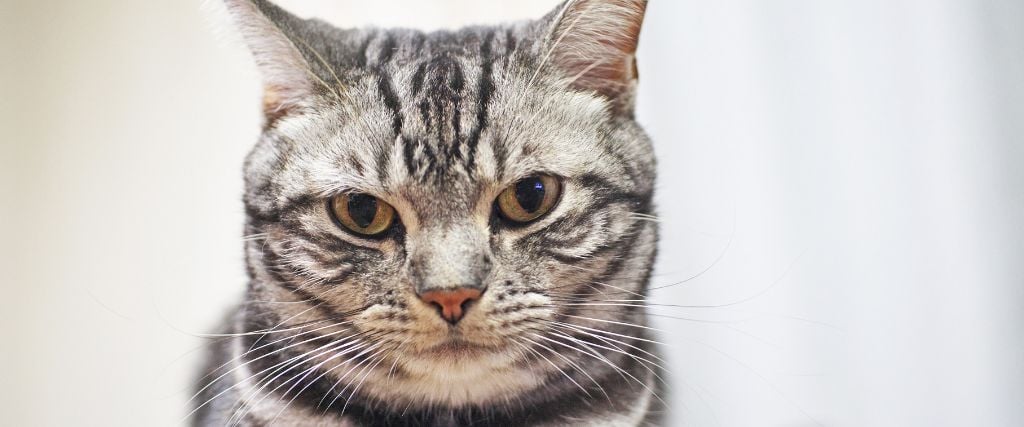 American Shorthair breed cat looking at owner.