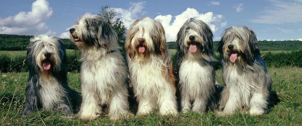 Bearded Collies sitting in field.