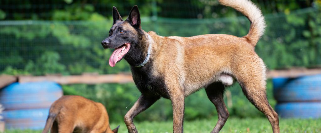 Belgian Malinois in training for the NAVY SEALs.