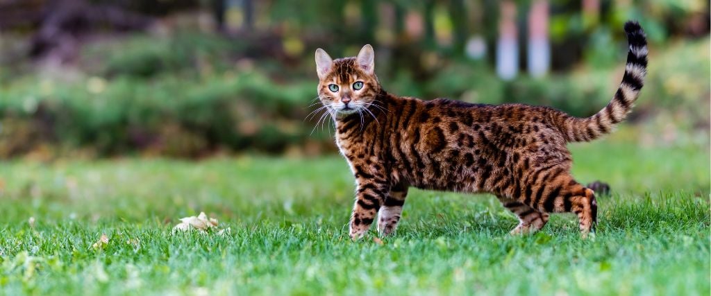 Bengal cat exploring outside in yard.