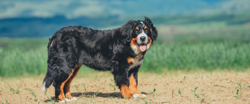 Bernese Mountain Dog standing in wind.