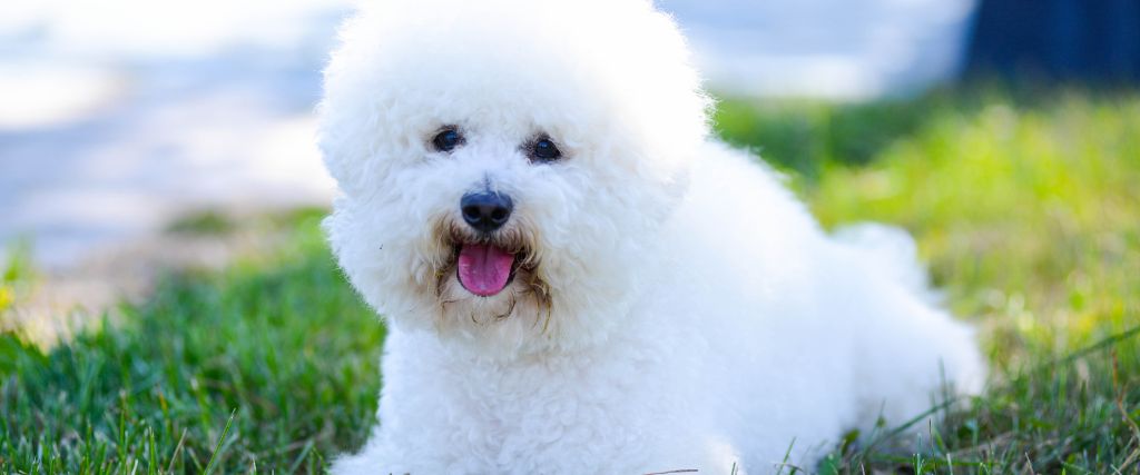 Bichon Frise laying in grass.