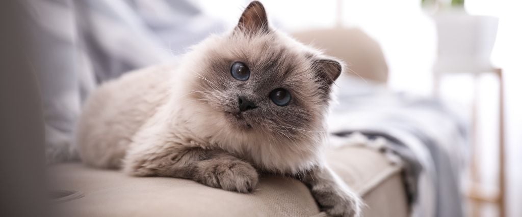 Birman kitten on couch.