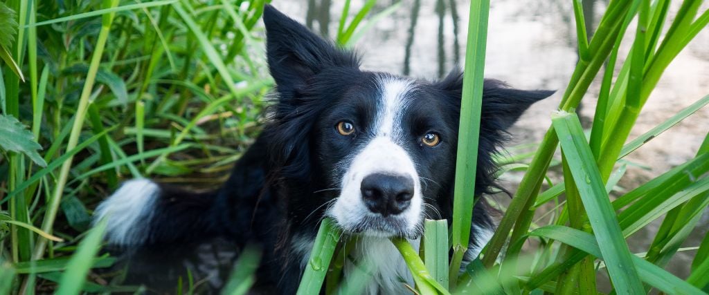 Border Collie in grass.