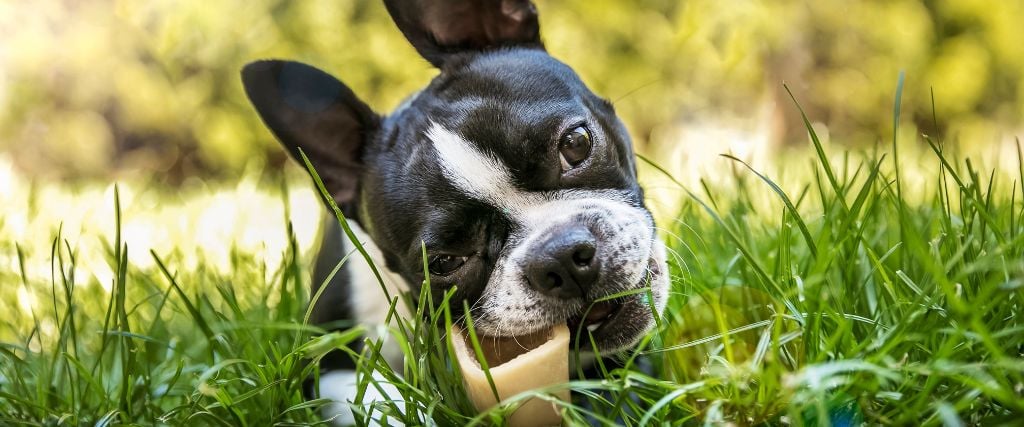 Boston Terrier chewing a bone.