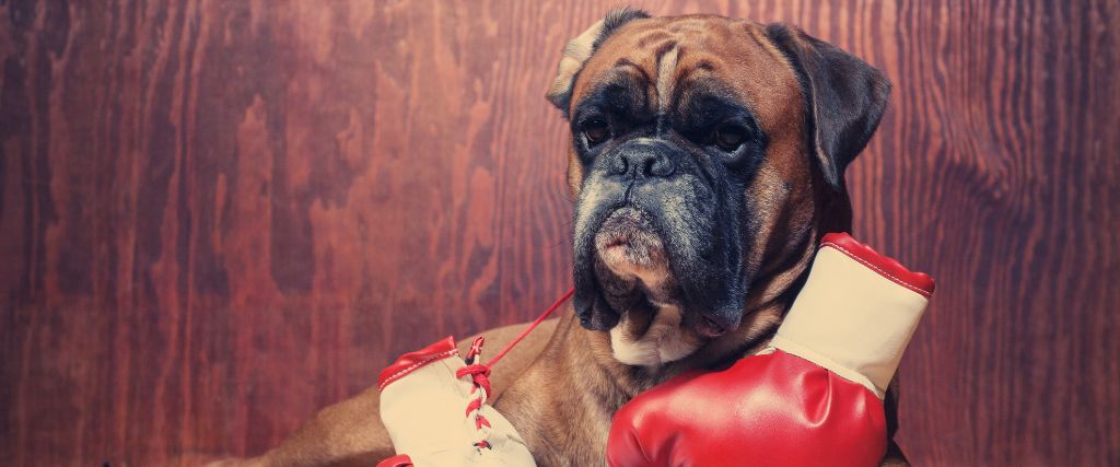 Boxer with boxing gloves.