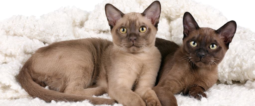 Burmese kittens on blanket.