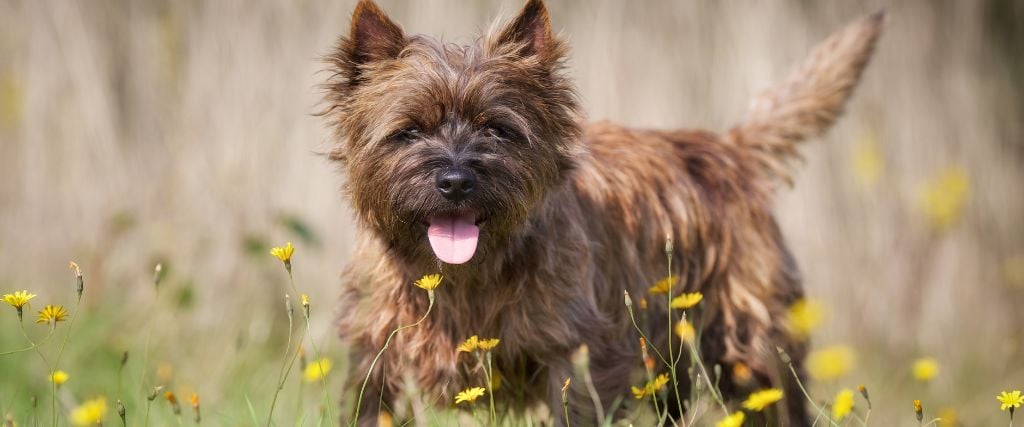 Cairn Terrier in flower field.