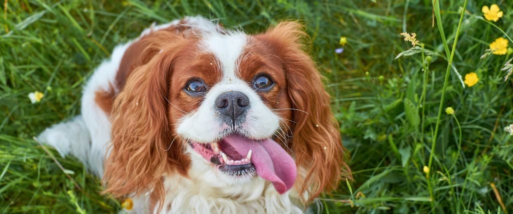 Cavalier King Charles Spaniel in field.