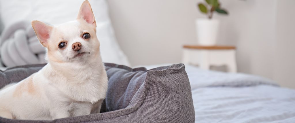 Chihuahua sitting in dog bed.