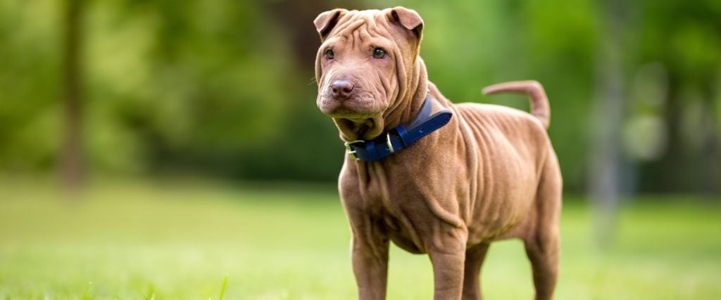 Chinese Shar-Pei standing in yard.