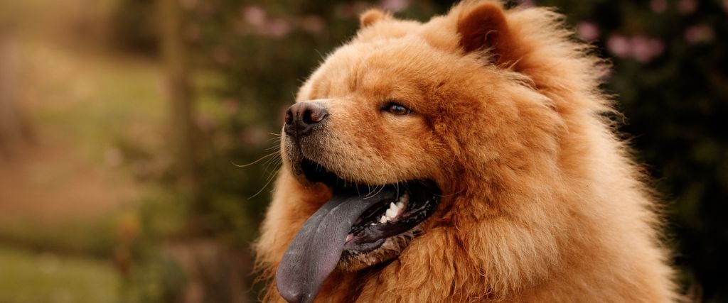 Chow chow enjoying outdoors.