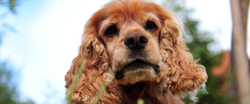 Buff cocker spaniel headshot.