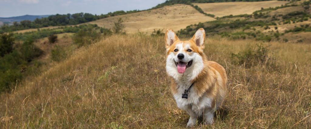 Cardigan Welsh Corgi smiling in field.