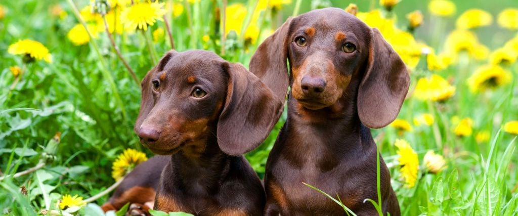 Two dachshunds in a flower field.