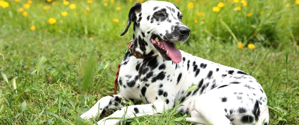 Dalmatian sitting in field.