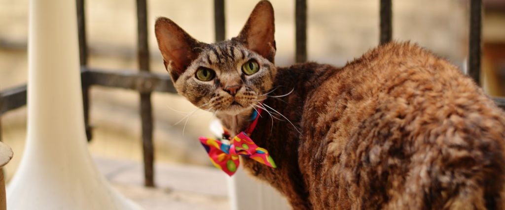 Devon Rex in bow tie.