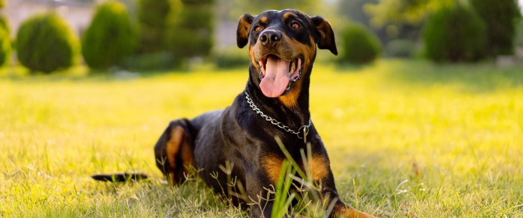 Doberman Pinscher smiling at camera.