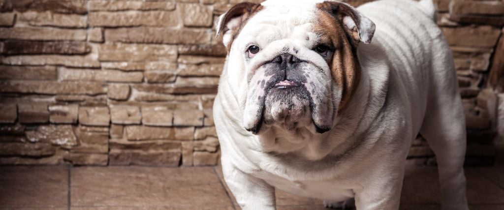 English Bulldog standing in from of stone wall.