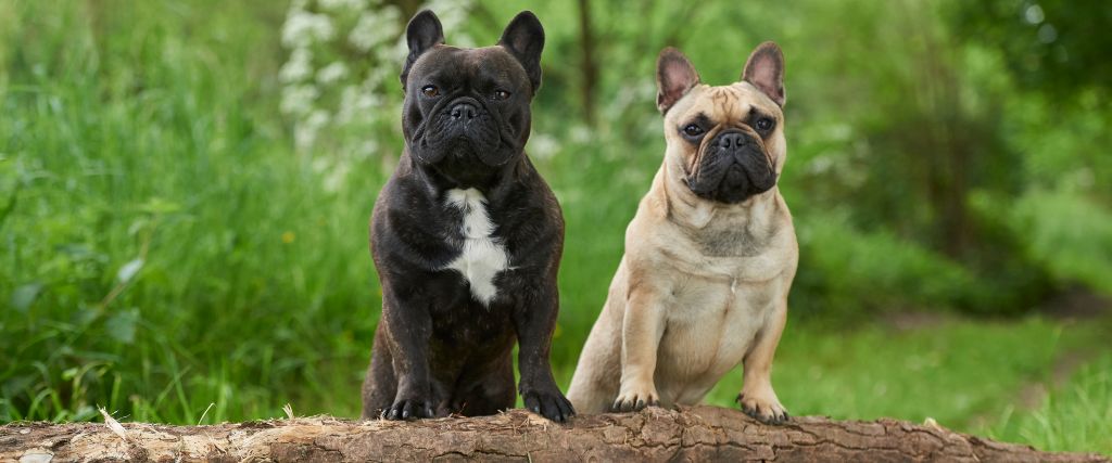 Black french bulldog and buff french bulldog.