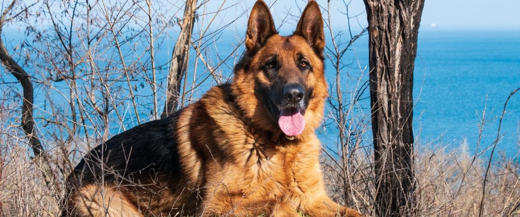 German Shepherd Dog in woods.